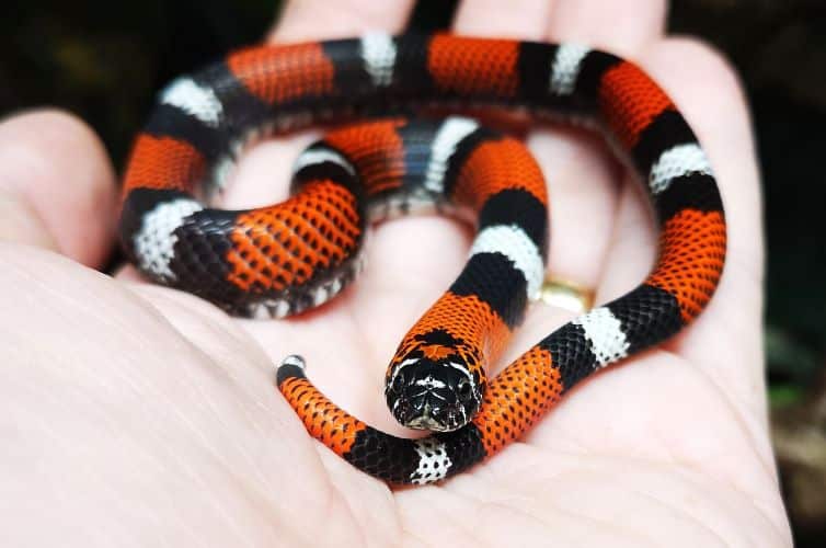 Tricolour Hognose Snake - Jonathan's Jungle Roadshow