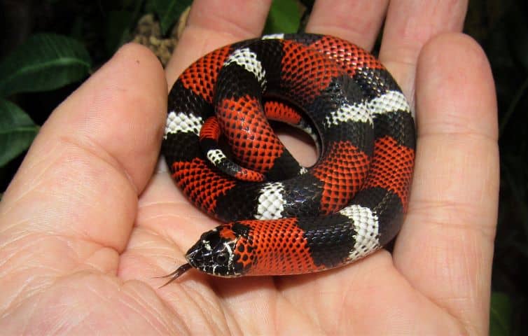 Tricolour hognose snake