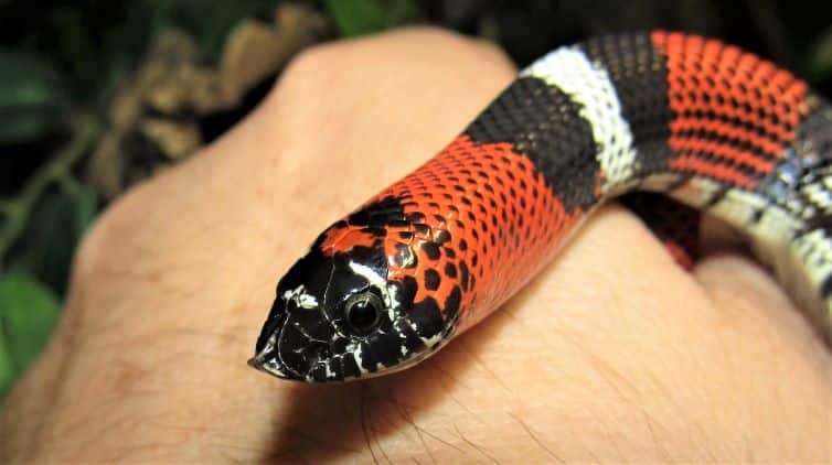 Tricolour hognose snake head