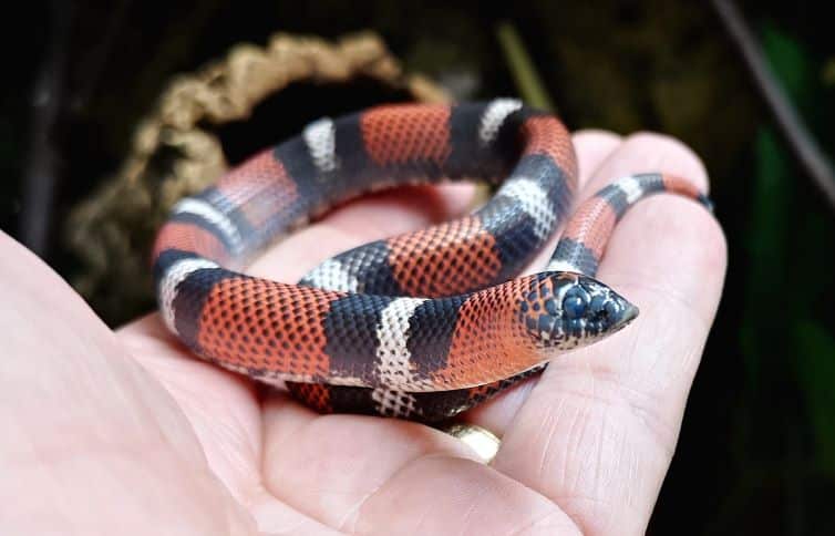 Tricolour hognose snake preparing to shed its skin