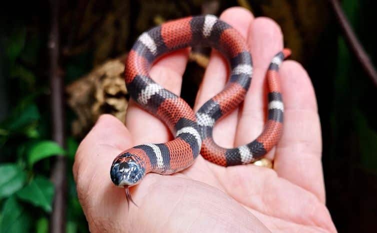 Tricolour hognose snake preparing to shed its skin