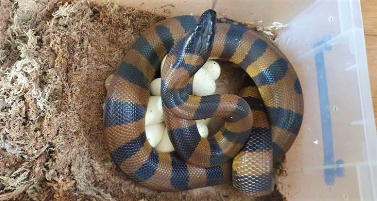 Bismarck ringed python with eggs