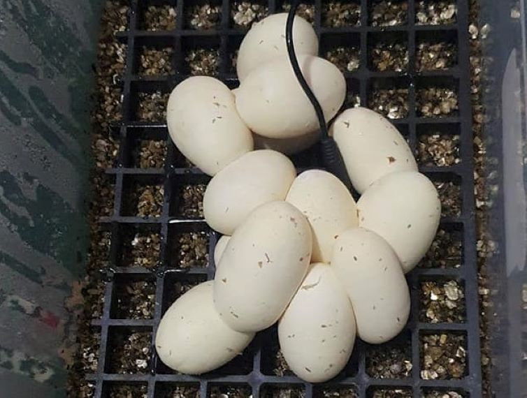 Bismarck ringed python eggs in incubator
