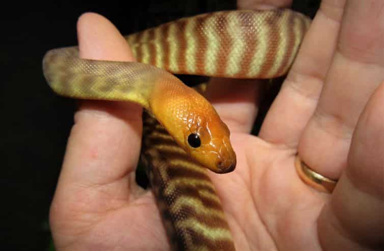 Woma python