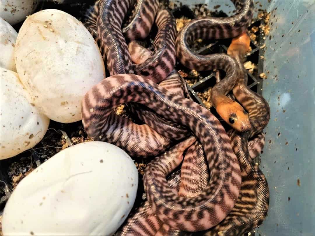 Newly hatched Woma pythons