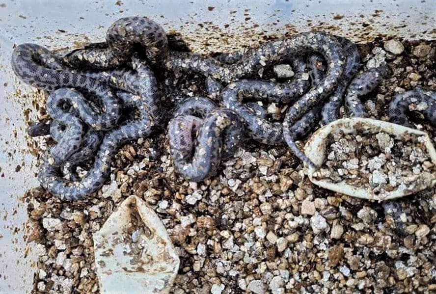 Newly hatched spotted pythons