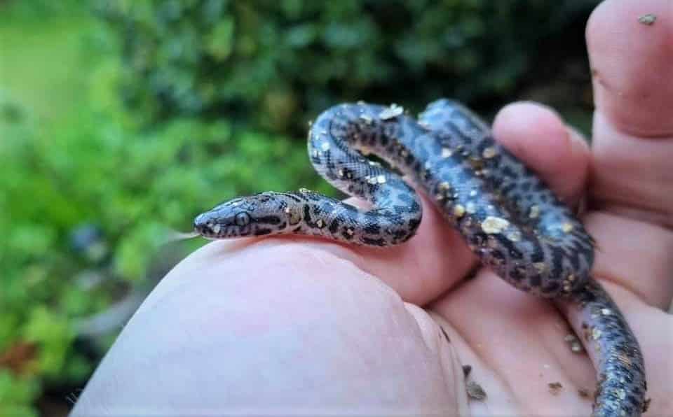 Baby spotted python
