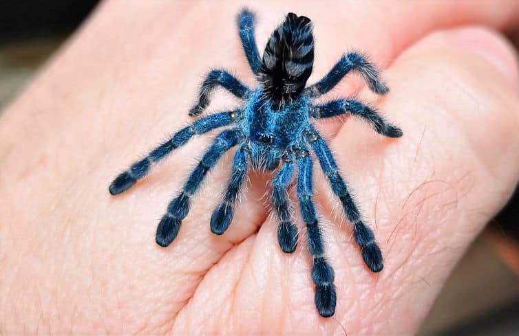 pink toe tarantula