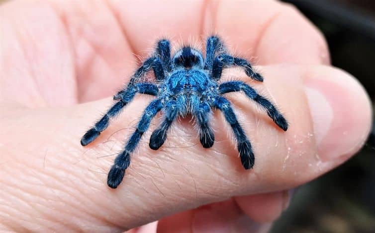 Antilles Pinktoe Tarantula Habitat - sakak