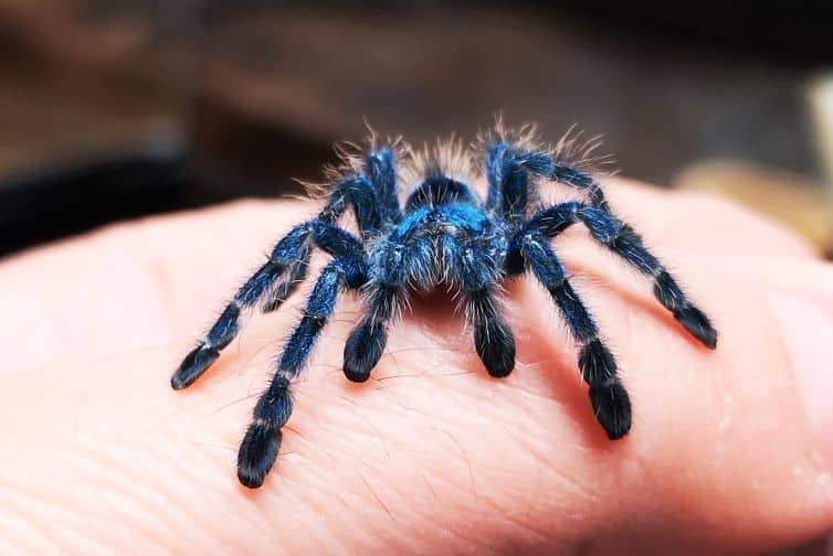 pink toe tarantula