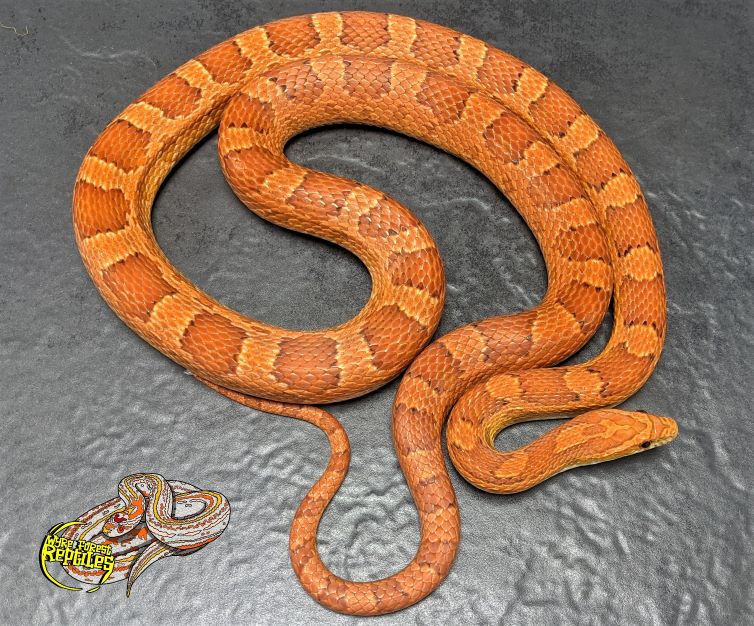 Adult female corn snake