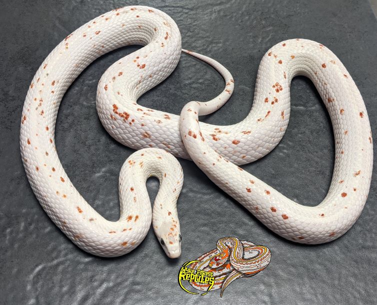 Adult male Palmetto corn snake