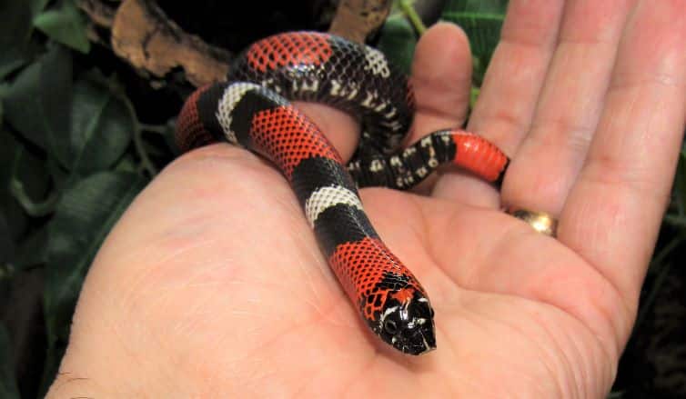 Tricolour hognose snake