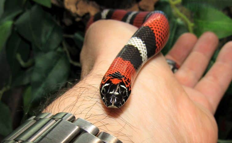 Tricolour hognose snake