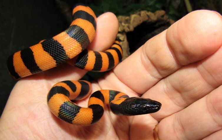 Bismarck ringed python - Jonathan’s Jungle Roadshow