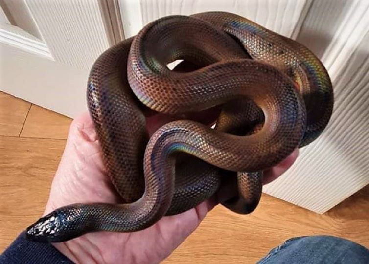 Adult Bismarck ringed python