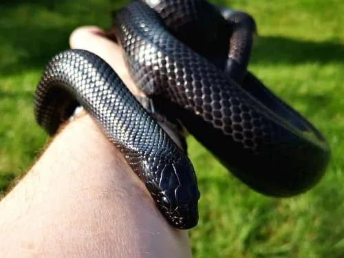 Mexican black king snake