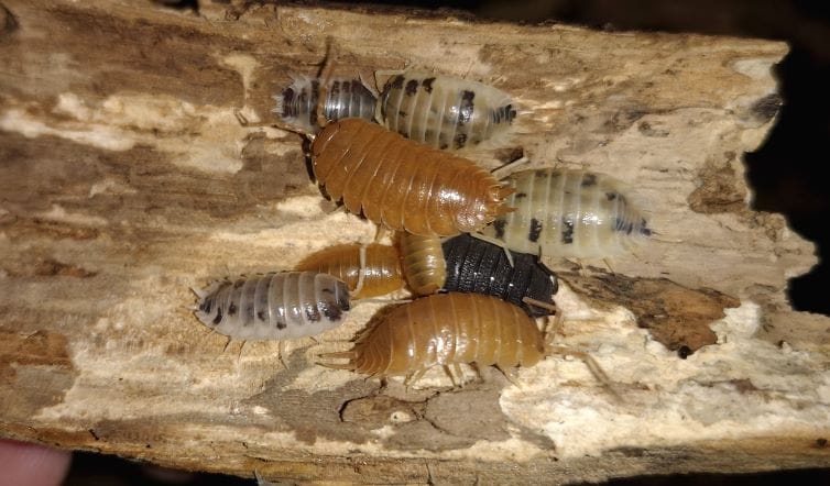 Porcellio laevis