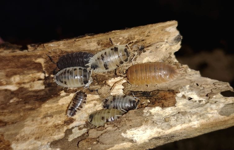 Porcellio laevis