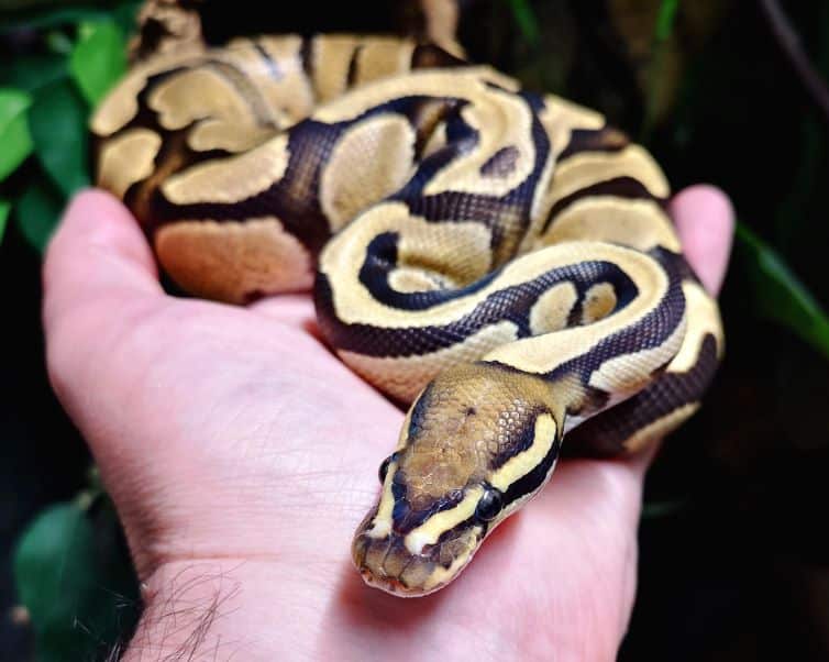 Baby royal python