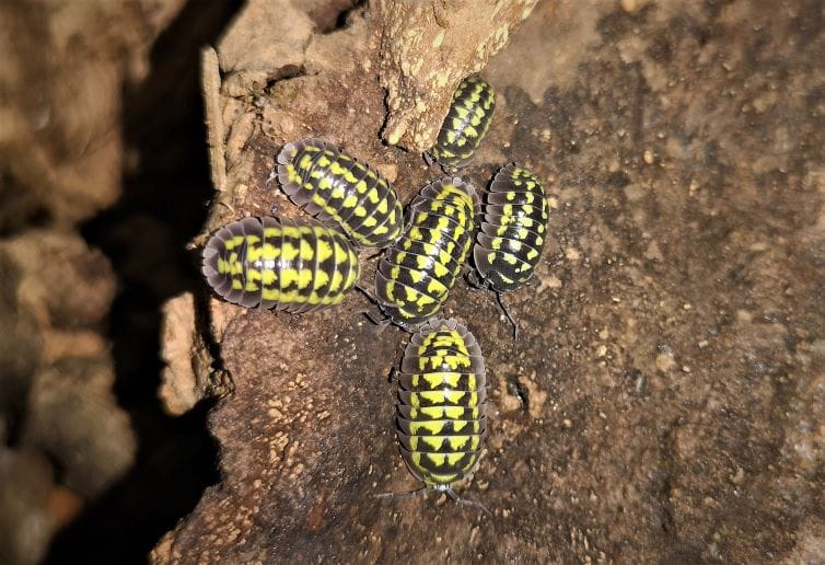 Armadillidium gestroi