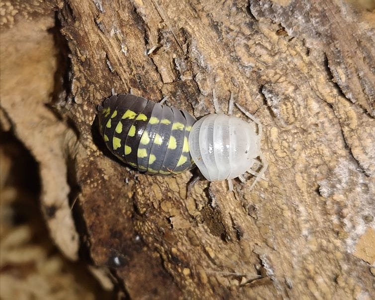 Armadillidium gestroi