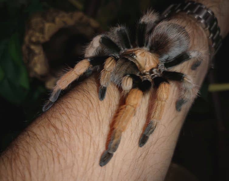 Arizona Blonde Tarantula: Species Profile - wide 8