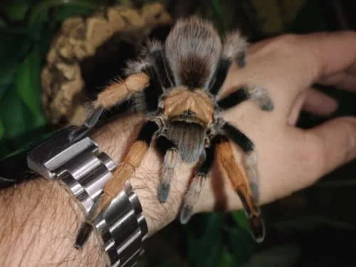 Arizona desert blonde tarantula