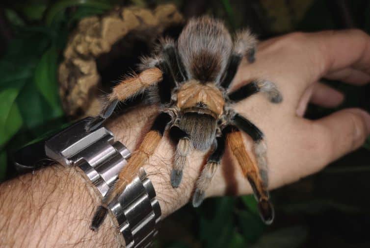 Arizona desert blonde tarantula