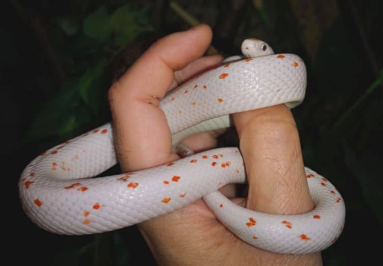 white pet snakes