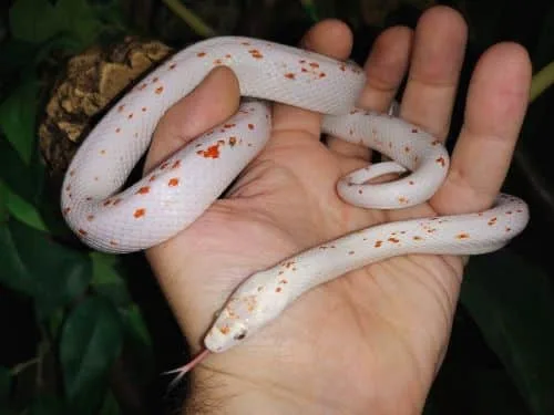 Palmetto corn snake