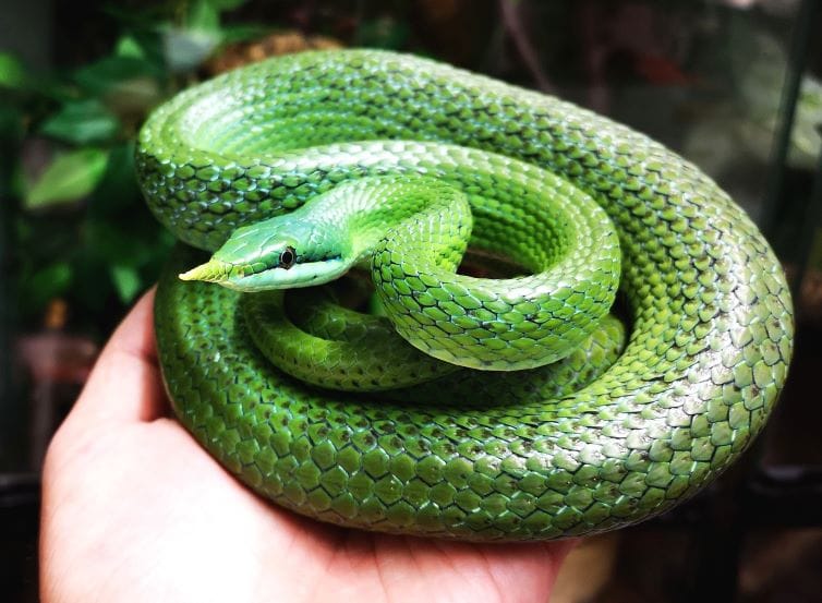 Rhinoceros rat snake