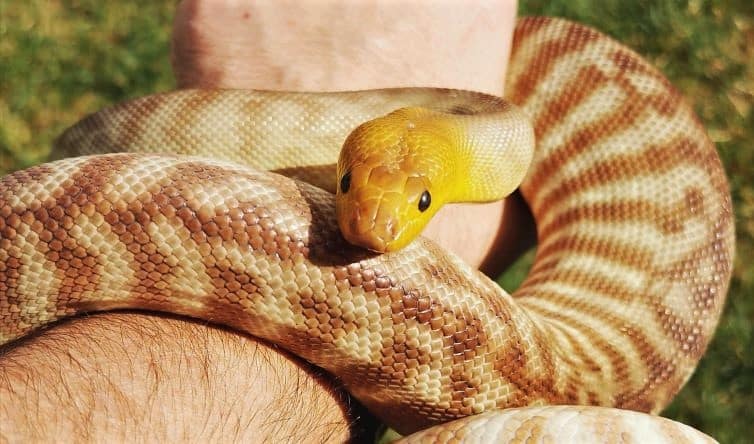 Margot the Woma python
