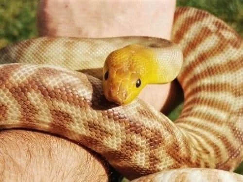 Margot the Woma python