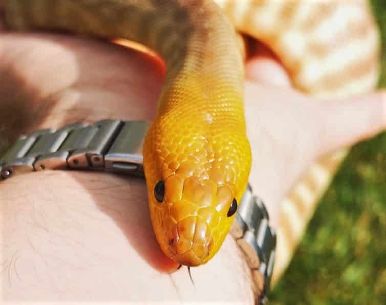 Margot the Woma python