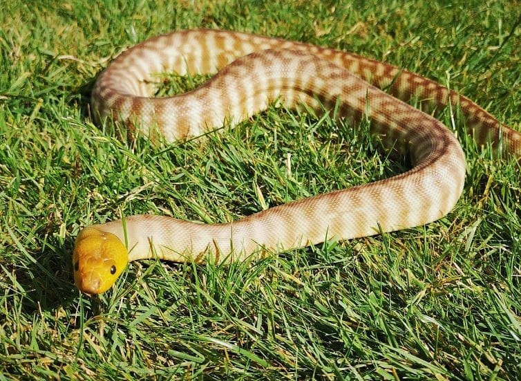 Woma Python - Jonathan's Jungle Roadshow