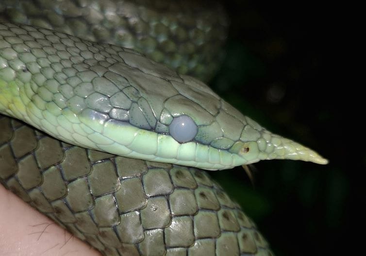 Rhinoceros rat snake pre-skin shedding