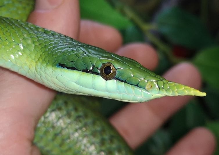 Rhinoceros rat snake post-skin shedding