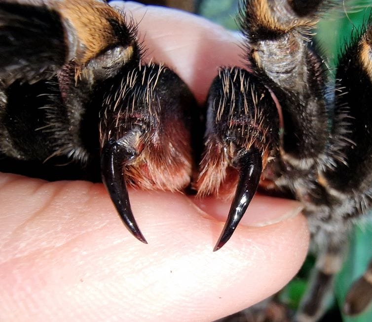 Mexican red knee tarantula fangs