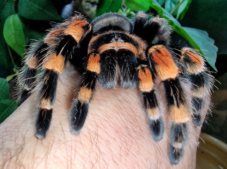 Mexican red knee tarantula