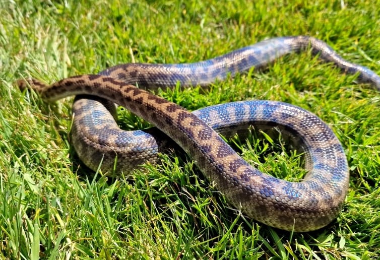 Australian spotted python