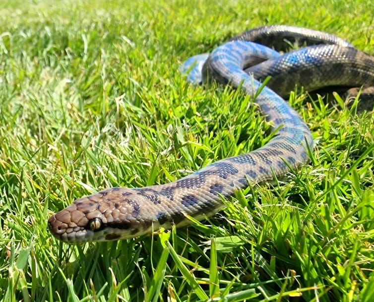 Australian spotted python