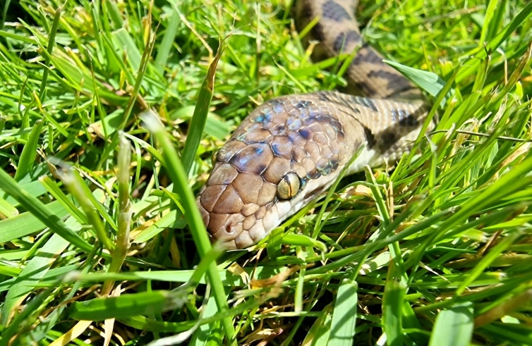 Australian spotted python