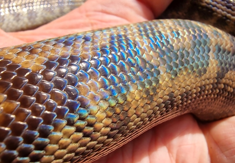 Spotted python iridescence