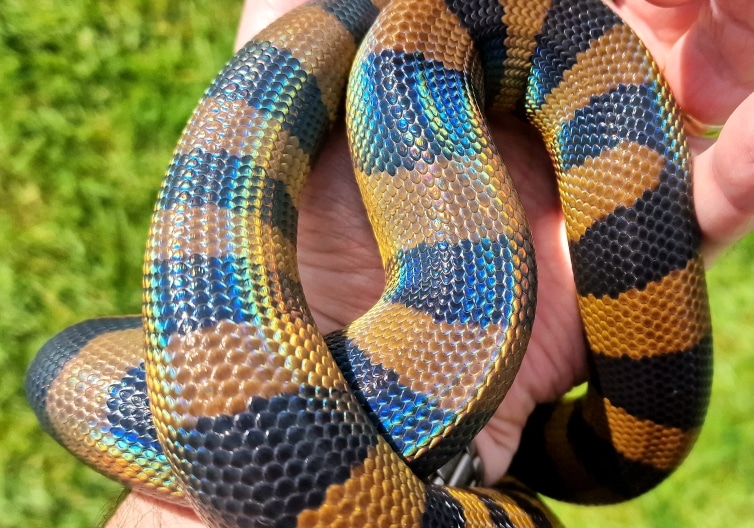 Bismarck ringed python iridescence