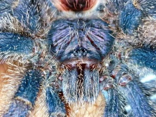 Peruvian pinktoe tarantula
