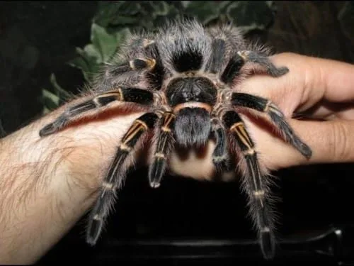 Chaco golden knee tarantula