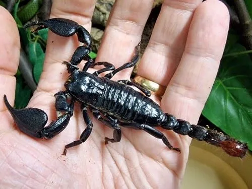 Javanimetrus cyaneus