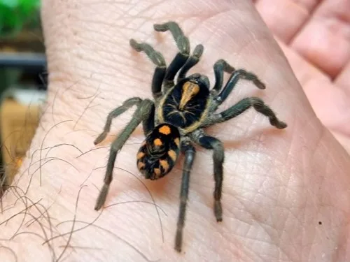 Pumpkin patch tarantula