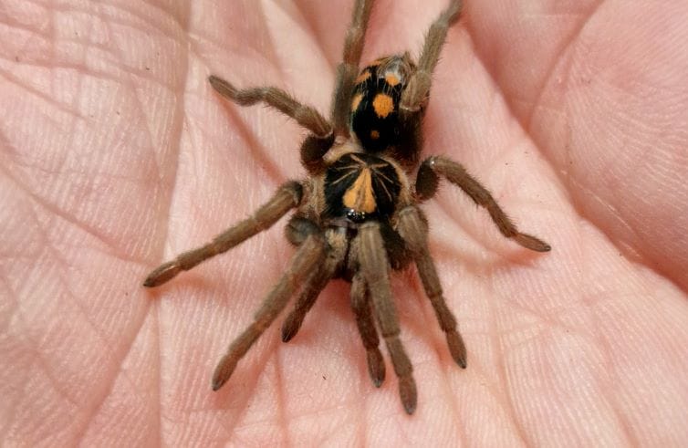 Pumpkin patch tarantula Pumpkin patch tarantula